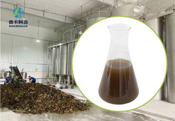 Reliable China Brown Algae Extract: How to Identify Trustworthy Suppliers